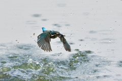 お魚ゲット 2018_84