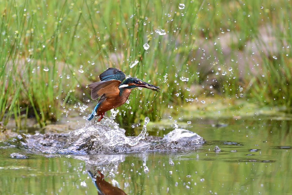 えびゲット 2019_31