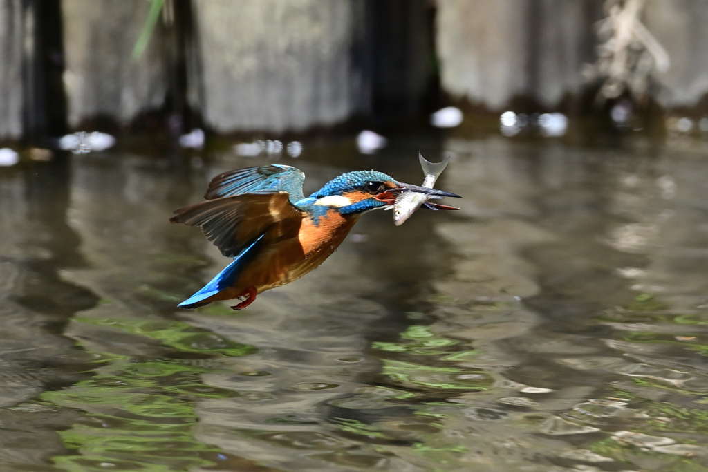 お魚ゲット A-10