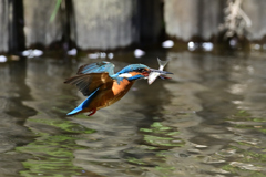 お魚ゲット A-10