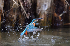 ライジング 2020_10