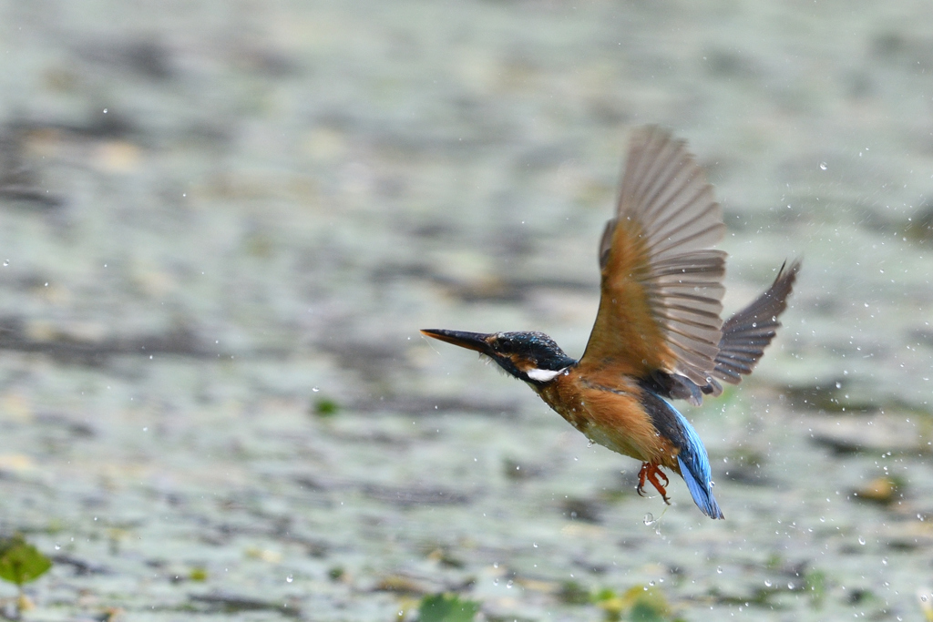 捕れなかったわ