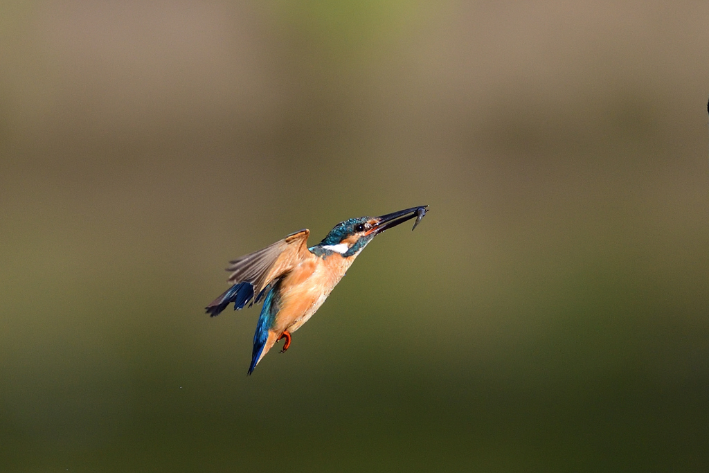 お魚ゲット 2021_67