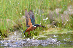 えびゲット 2019_32