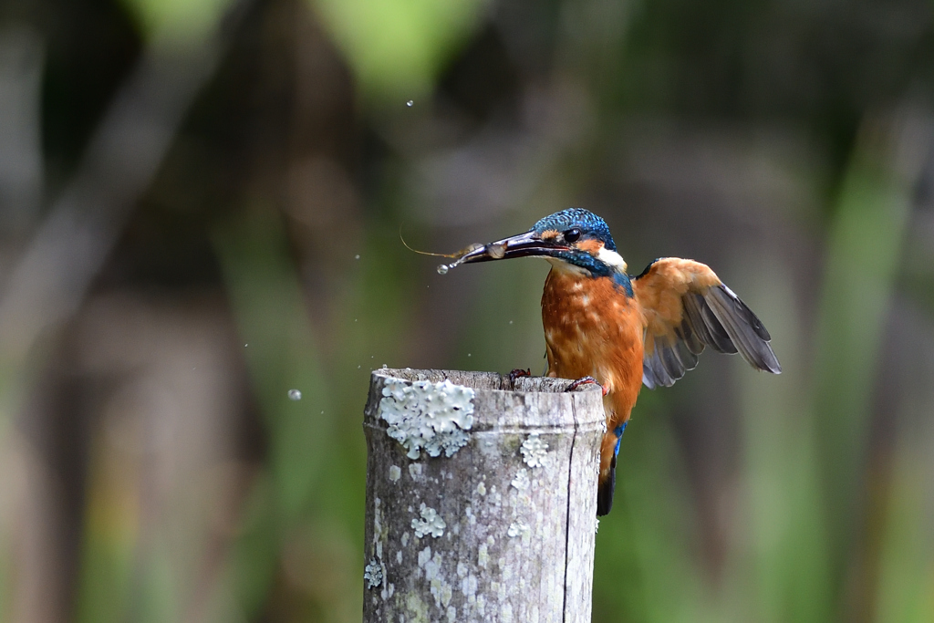 えびゲット 2021_43