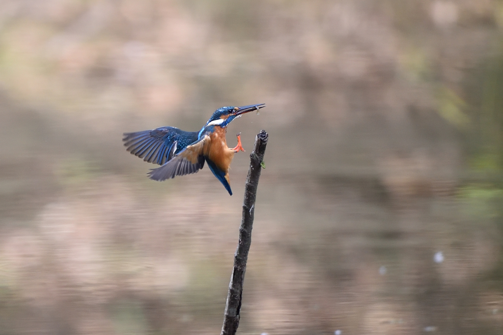 淡いピンクの池面から帰還 1