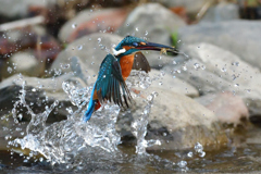 ザリガニ ゲット 2020_1