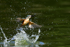 スプラッシュ 2021_49