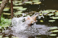 水のベールを纏い