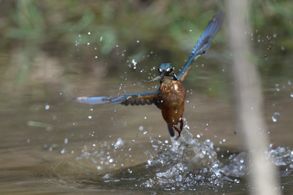 えびゲット 2019_22