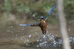 えびゲット 2019_22