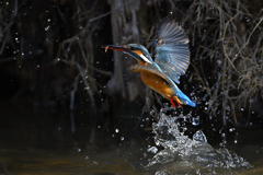 えびゲット えびゲット