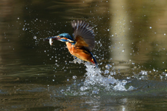 お魚捕った2017_5