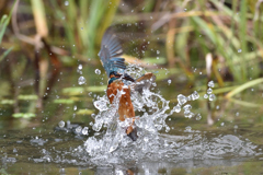 スプラッシュ 2019_3