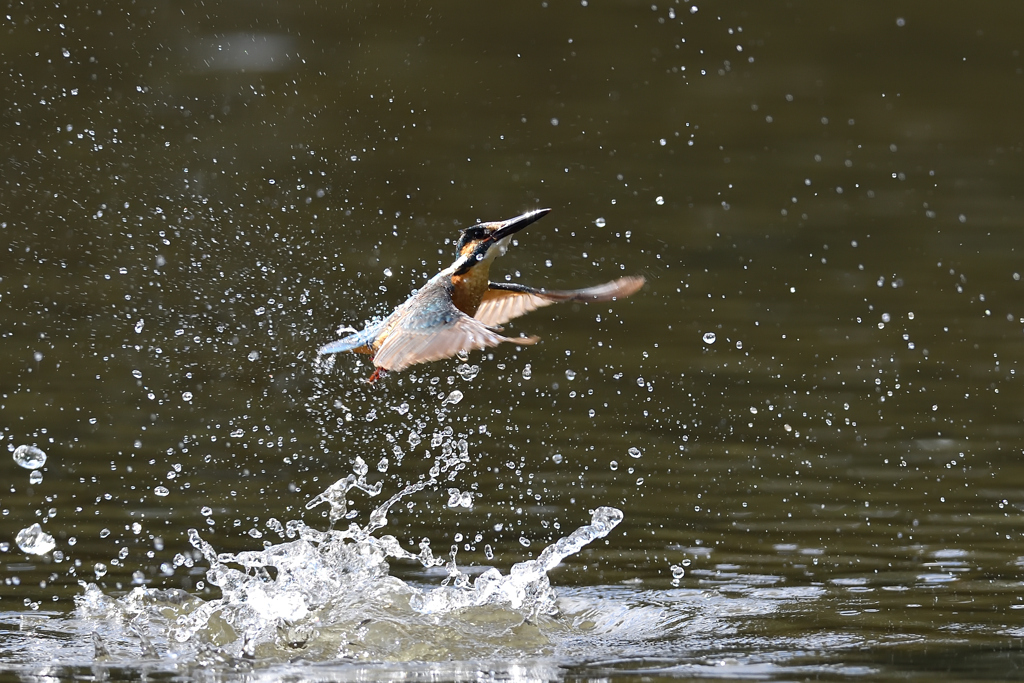 スプラッシュ 2021_52