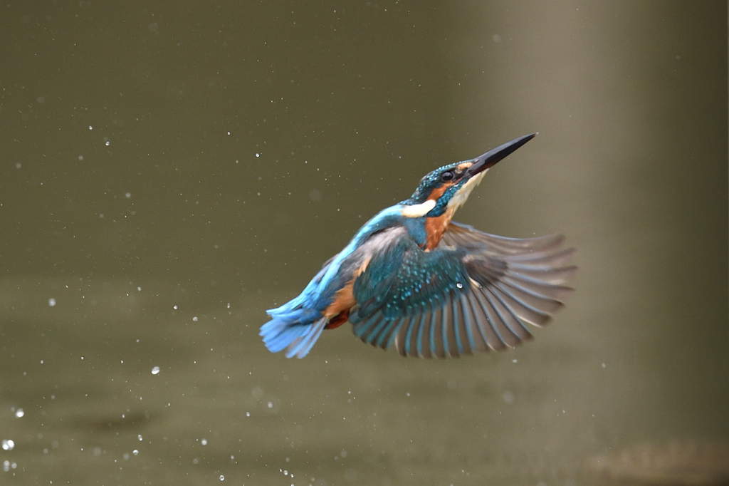 ダイブ戻り 2019_30