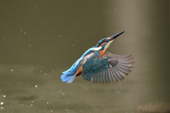 ダイブ戻り 2019_30