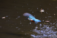 狩り失敗 2017_12