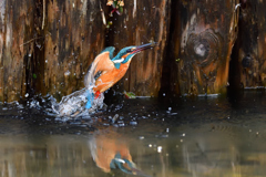 えびゲット 2020_38