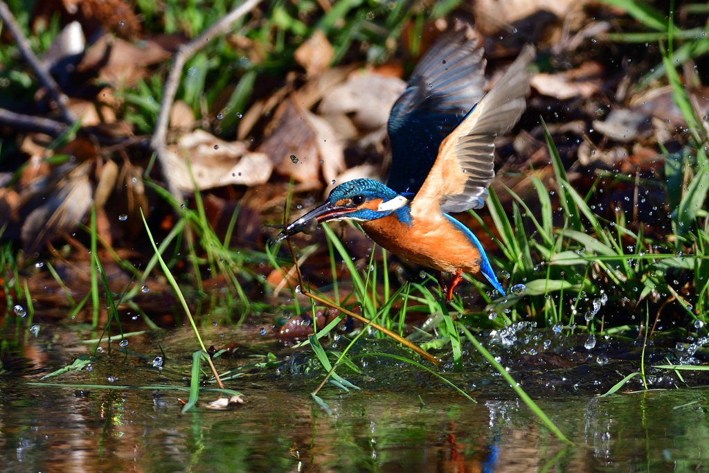 お魚ゲット 2020_4