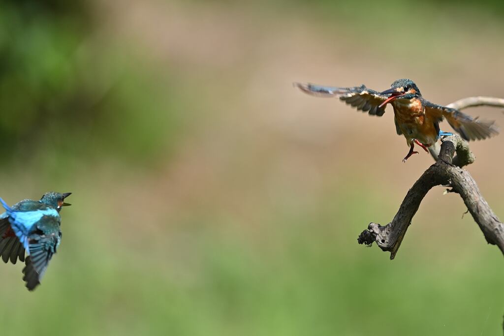 逢いたかった 2