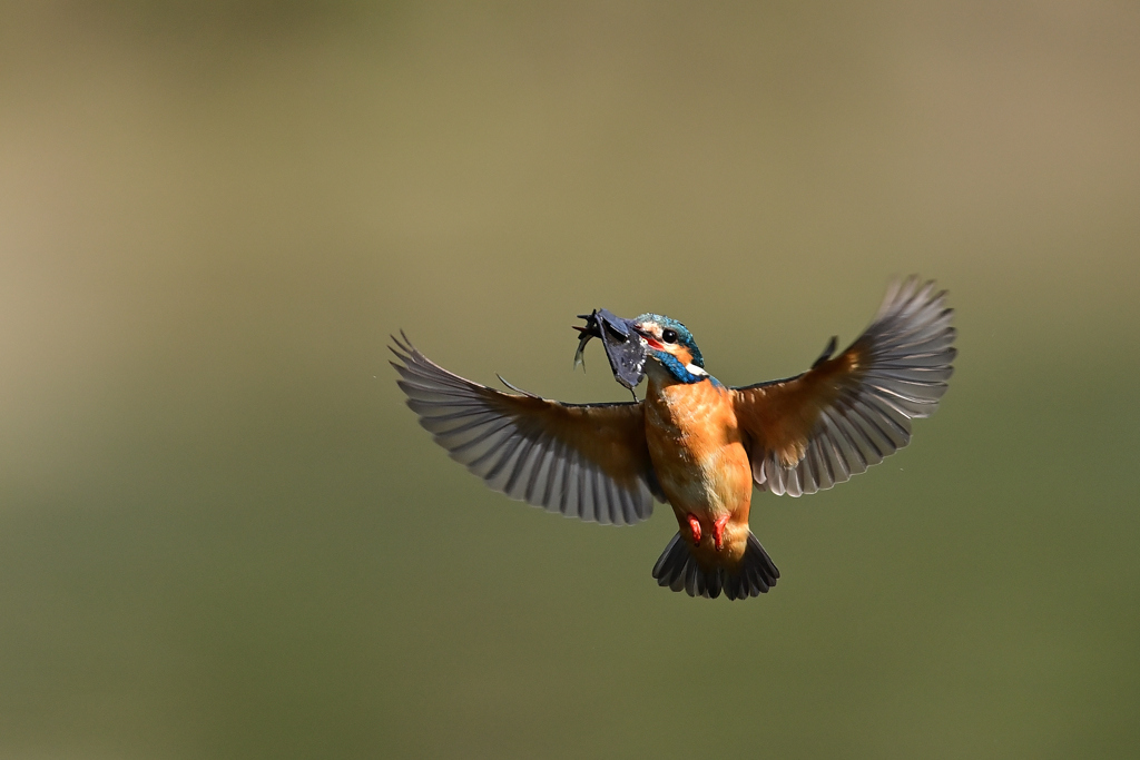 お魚ゲット A-34