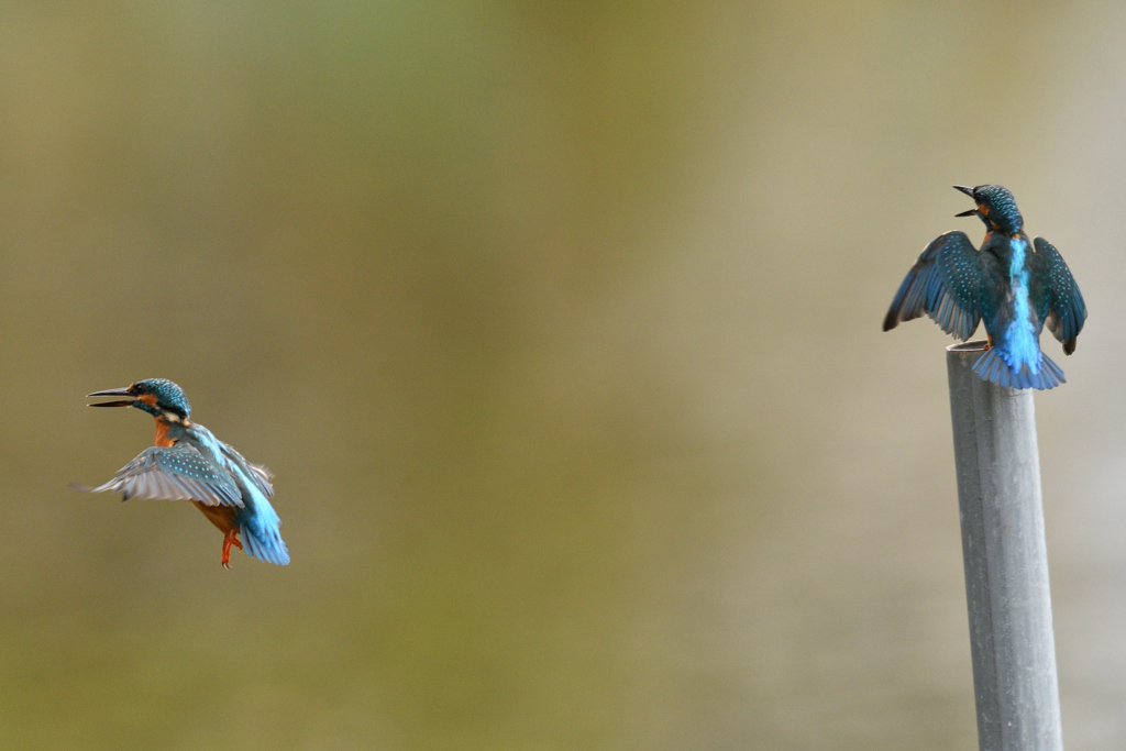 バトルの前ぶれ 2