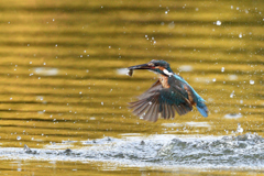 お魚ゲット 2021_61