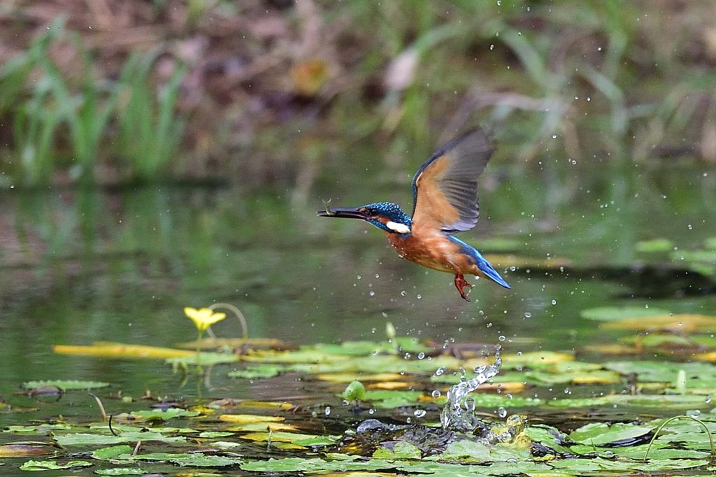 お魚ゲット 2019_65