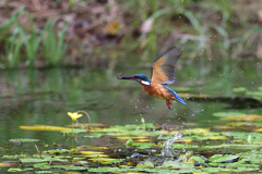 お魚ゲット 2019_65