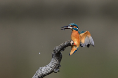 魚をゲットして帰還 A-6