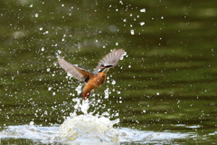 スプラッシュ 2021_41