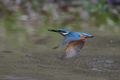 やごゲット 2020_3