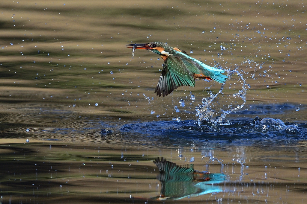 お魚ゲット 2020_13