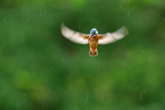 雨にも負けずホバリング