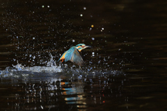 お魚ゲット 2021_107