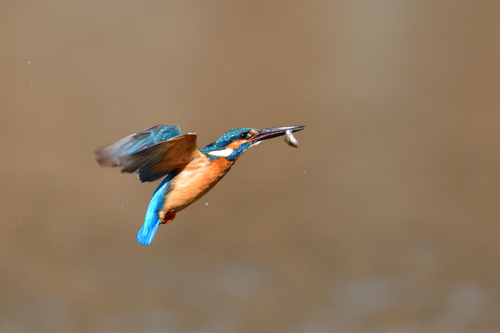 ダイブ戻り 2018_5