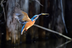 えびゲット 2020_3