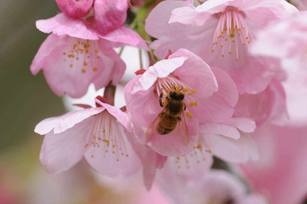 桜印ミツバチ