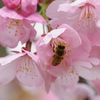 桜印ミツバチ