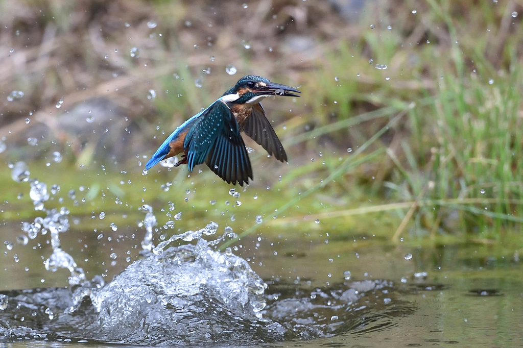 えびゲット 2019_17