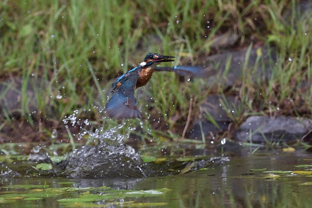 えびゲット 2019_11