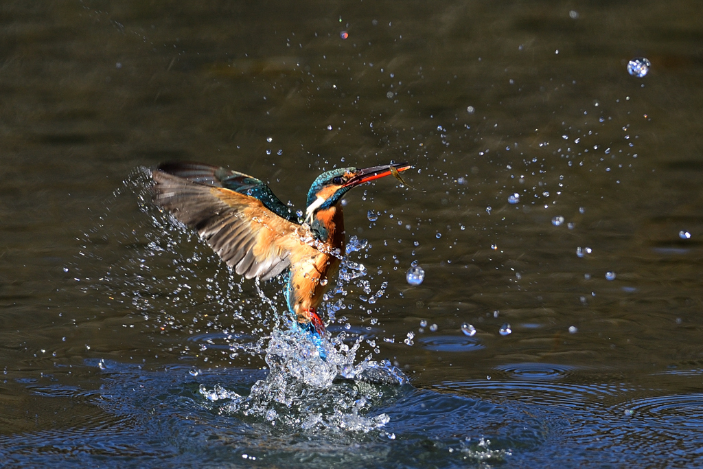 えびゲット 2021_1