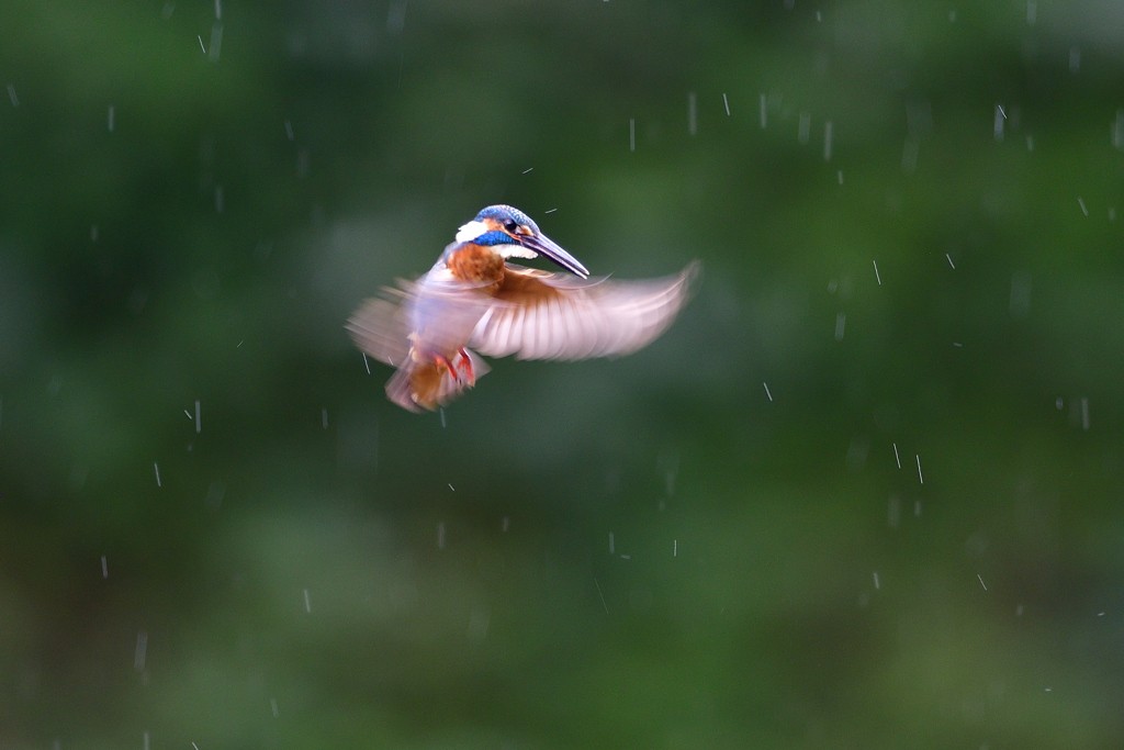 雨弾きホバ