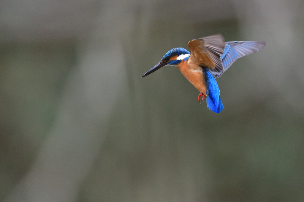 ホバリング 2019_9