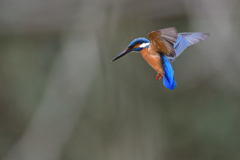 ホバリング 2019_9