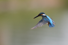 ホバリング 2020_25