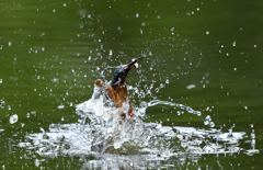 スプラッシュ 53