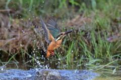 小えびゲット 2