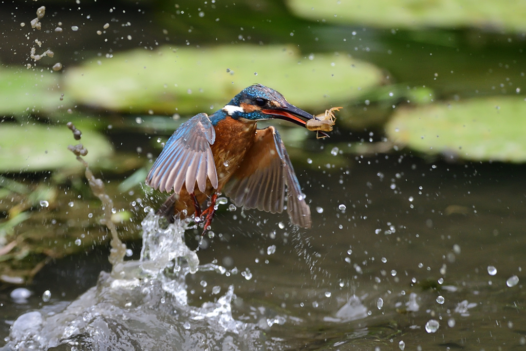 ザリガニ ゲット 2020_5